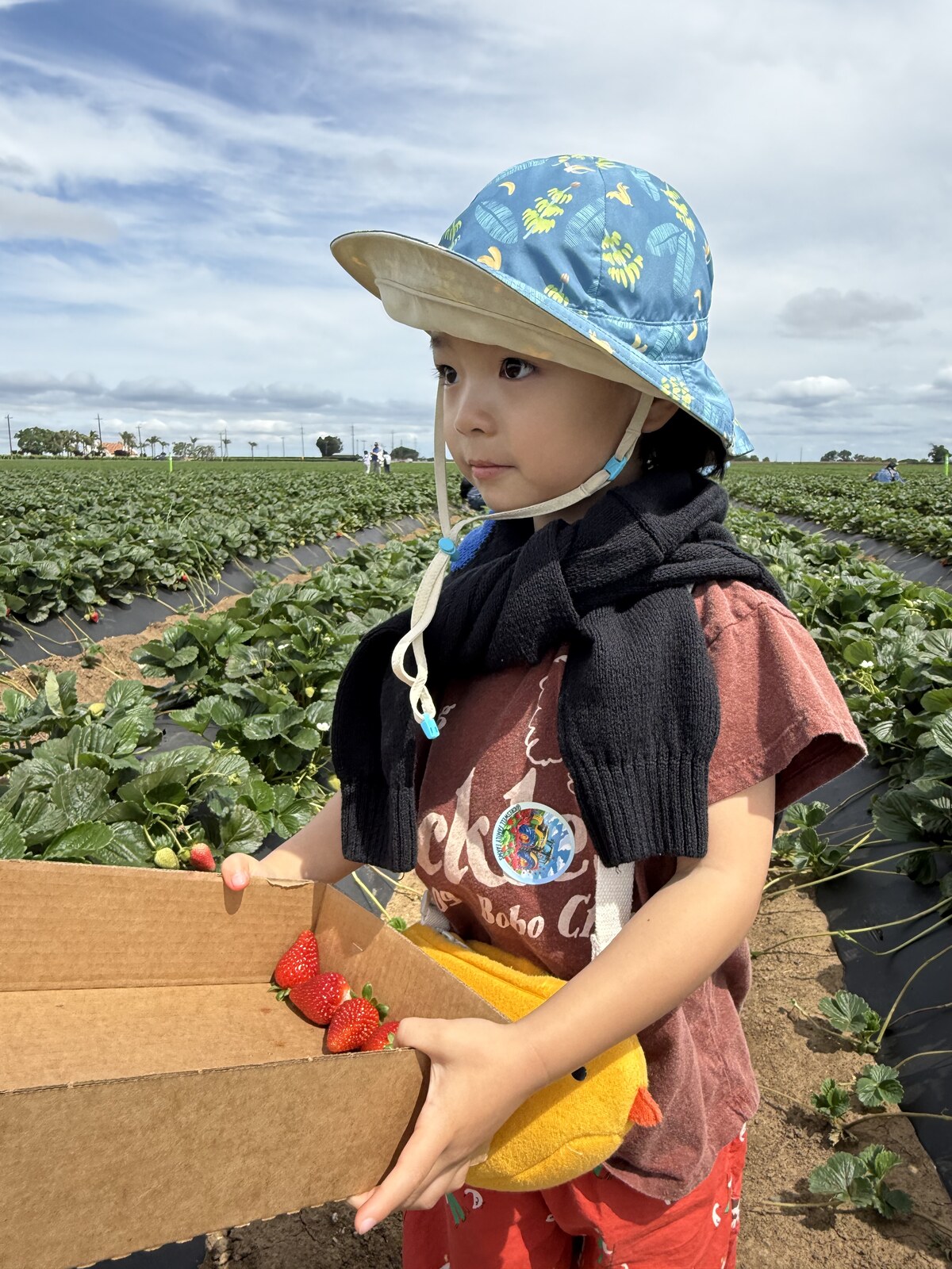 Picking strawberries in summer
