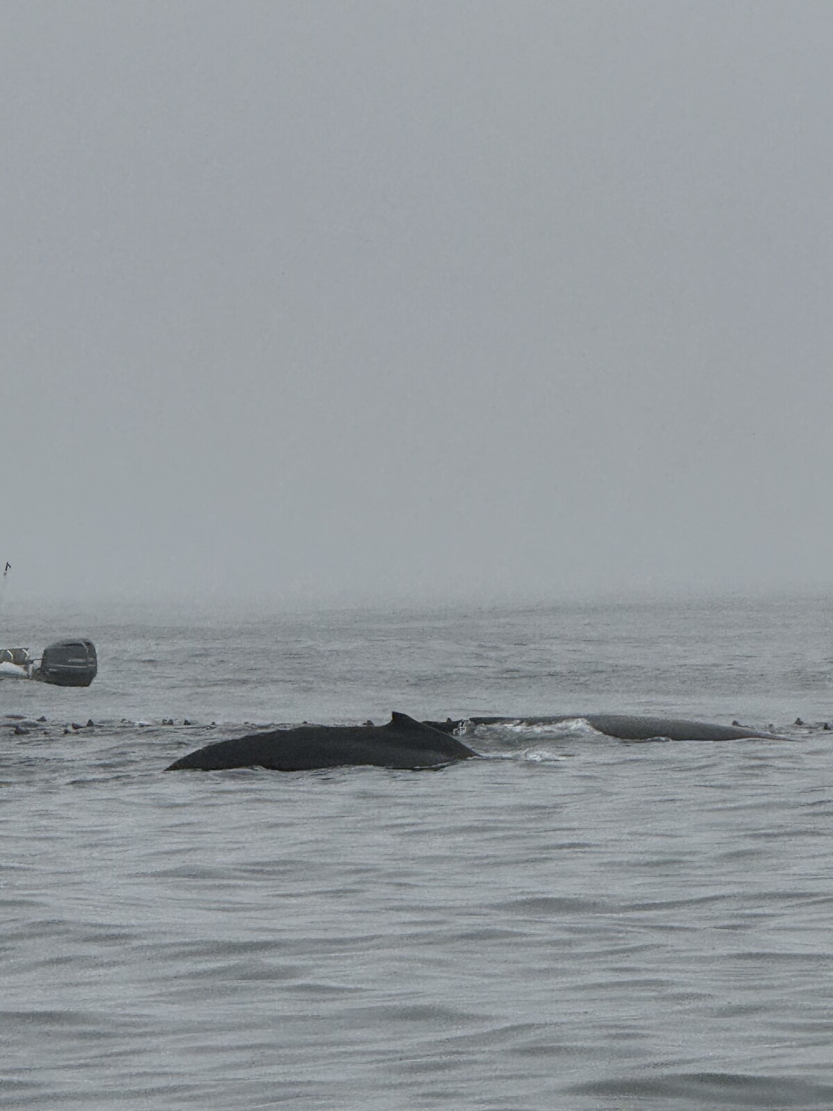Two whales surfacing in gray ocean water