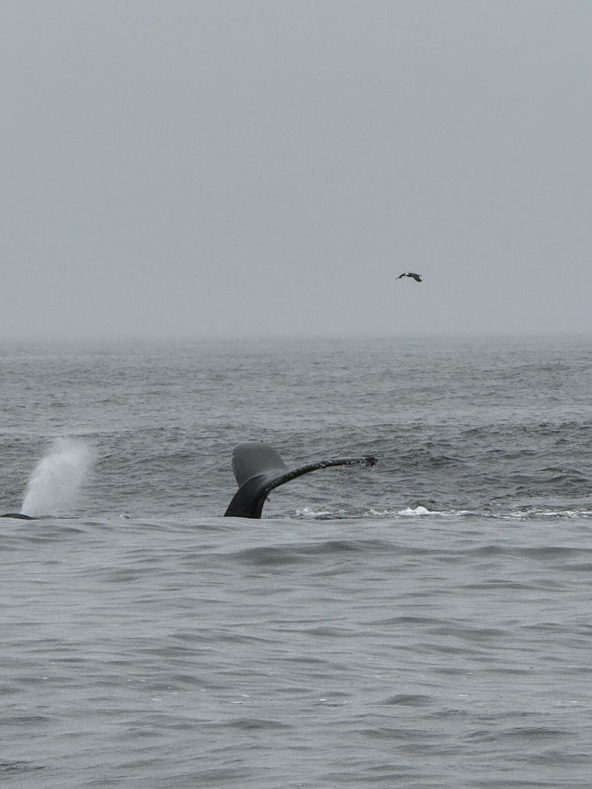 A whale tail rising above the ocean surface